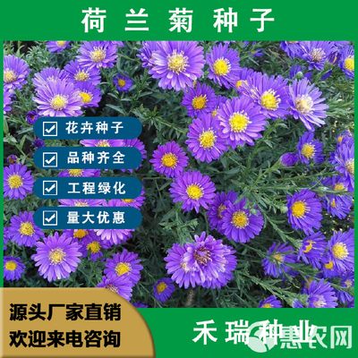 荷兰菊种子,四季种易活花种籽姬小菊花种多年生庭院室外阳台盆栽