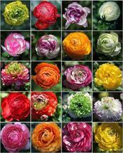 【菜花牡丹】最新最全菜花牡丹 产品参考信息