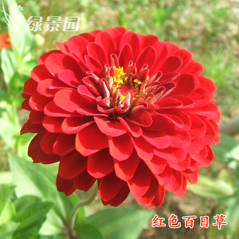百日草花种子红黄粉橙白色百日菊景观花海花卉种子四季播易活 百日草白色1000粒+2包肥