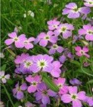 【七色花种子】最新最全七色花种子 产品参考信息