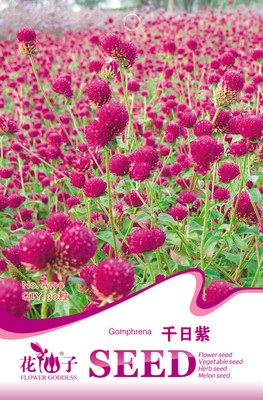 千日紫种子】最新报价-花仙子园艺