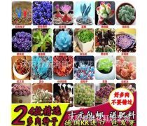 德国景天产品库