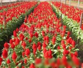 潍坊花卉种子、种苗批发_潍坊花卉种子、种苗供应_花卉种子、种苗潍坊厂家_ - 