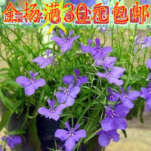 【翠蝶花种子】_绿植园艺价格_最新最全绿植园艺返利优惠_一淘网