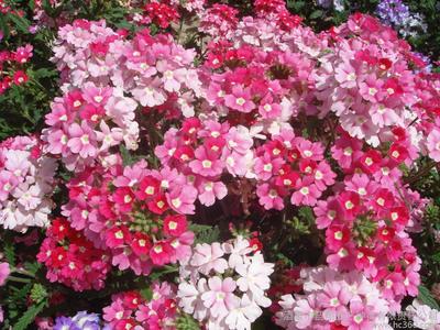 花卉种子、种苗、美女樱,供应厂家直销花卉种子、景观绿化种子、