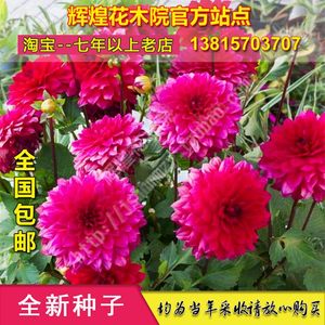 【东洋菊图片】近期63组东洋菊图片合集
