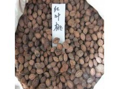 红叶桃种子种植方法|花卉种子|花卉盆景|供应信息|597苗木网