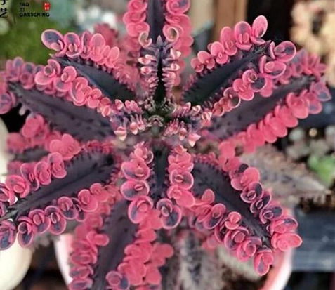 4种花卉,别轻易养,泼辣又 霸道 ,入侵你的家