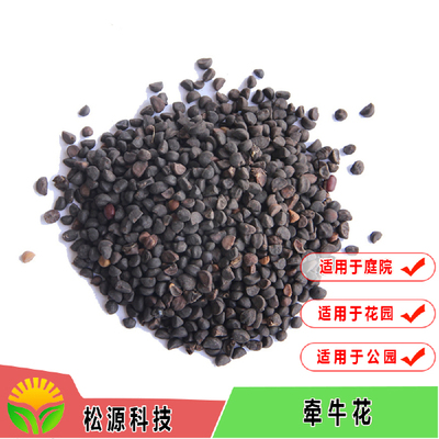 广西花种 优质大花牵牛花种子 家庭园艺花卉种子牵牛花