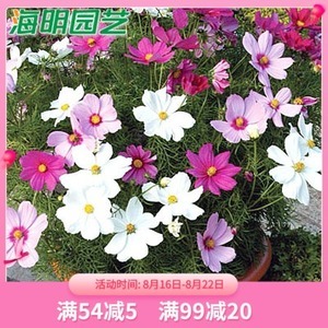 波斯菊菊花种子