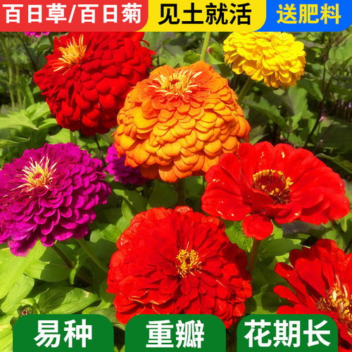 包发芽 百日草花种子四季易播步步高花卉种子景观花海百日菊花