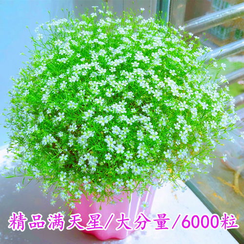 精品满天星花种子四季易种花开不断净化空气室内阳台盆栽花卉草籽