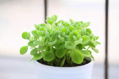 让蚊子 讨厌 的5种花卉植物,家里养几盆,蚊子 不进门
