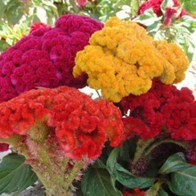【室内花圃】最新最全室内花圃 产品参考信息