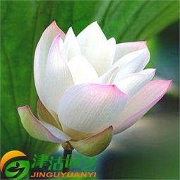 花卉种子价格,价格查询,花卉种子怎么样 51比购返利网花卉种子比价