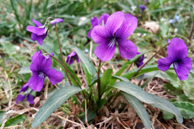 花卉种子紫花地丁种子价格情况