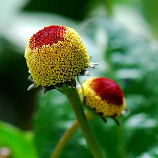 种子 花卉种子 观花植物 金纽扣种子 桂圆菊种子 花园种植 约30粒