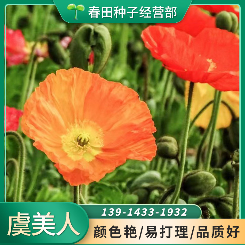 虞美人种子花草种子花卉种子盆栽园林绿化花海花种子花种籽批发