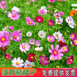 波斯菊菊花种子