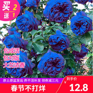 【花卉玫瑰种子图片】近期1800组花卉玫瑰种子