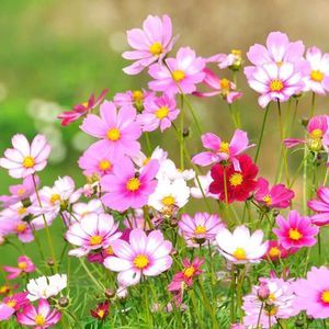 波斯菊菊花种子