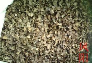 花卉种子[凤阳,非洲菊,洒金柏]_世界工厂网中国产品信息库