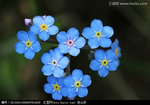 这是什么花 如果自己种的话要多长时间才能有这个现状 求解