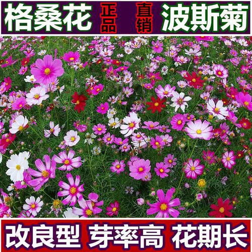 波斯菊花种子格桑花百日草四季开花易活花籽庭院室外花卉阳台室内