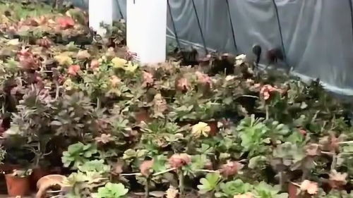 大哥大棚里种的花,看着比人还娇贵,怕它们中暑还给安排了一台空调