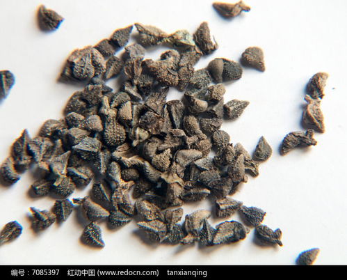 花卉种子蓝蓟种子高清图片下载 红动网