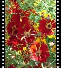 红花金鸡菊_金鸡菊价格_优质金鸡菊批发/采购 