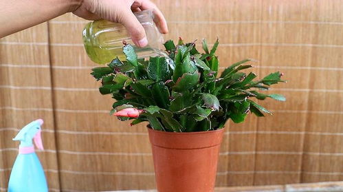 6种吉利花,必须 小盆养 ,花盆越大,越难成精品