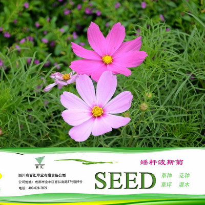 四川花卉种子 成都花卉种子 矮杆波斯菊种子 批发零售
