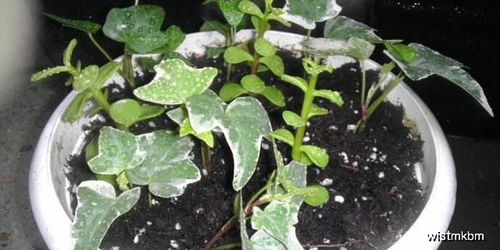 最适合扦插的5种花卉植物,好养如绿萝,错过还要再等一年
