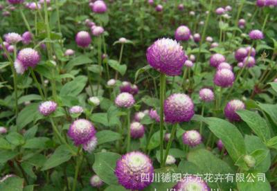 【千日红种子 千日红种子 植物盆栽花卉种子 园林花卉种子】价格_厂家_图片 -