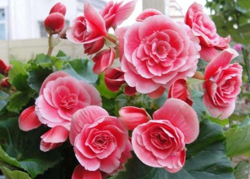 这4种花卉堪称 夏必死 ,新手小白别乱买