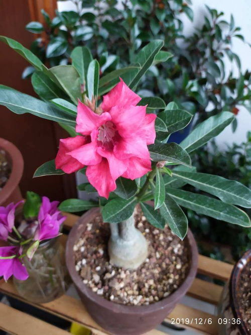 这花就得种在小盆里,盆越小越挤,花长得越旺盛