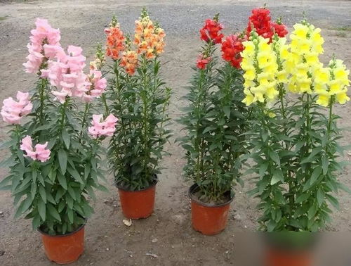 这7种 娇贵花 ,5月不能晒,不然叶子全耷拉,容易晒死一大片