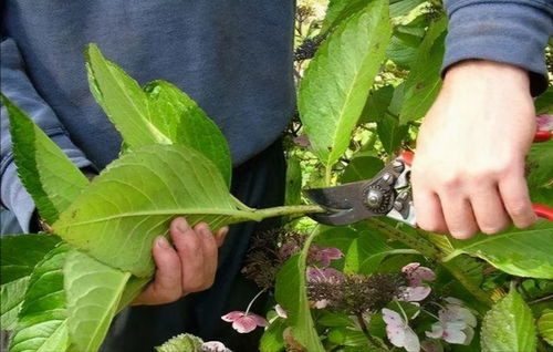 5种 漂亮花 ,7月快扦插,温度越高生根越快,一次扦插十盆花