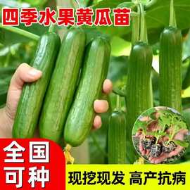 绿宝黄瓜种子
