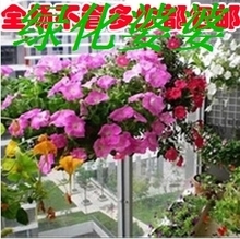 【名贵花种】_绿植园艺价格_最新最全绿植园艺返利优惠_一淘网
