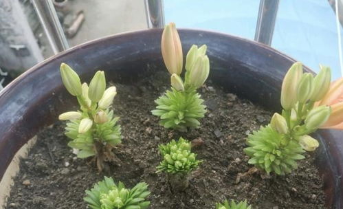 1种百合花,埋土里7天发芽,40天就开花,株型矮小 花朵稠密