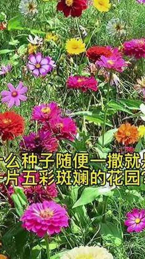 野花组合可以开成五颜六色的花海,50种花卉种子,花期从春天开到秋天