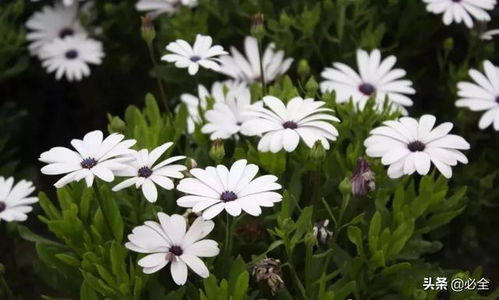 常用草本花卉种子的播种及养护管理