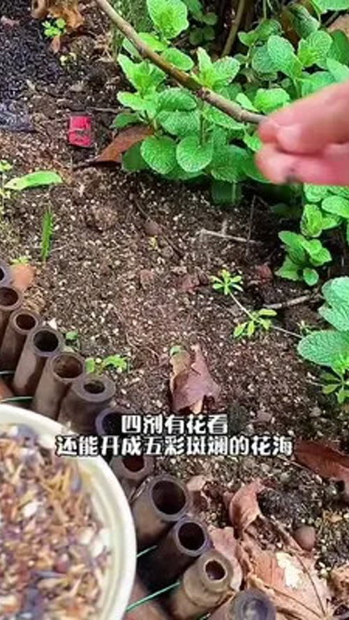 花色多,播种简单,耐旱又耐寒,开完花还会结种子 矢车菊 养花人的乐趣