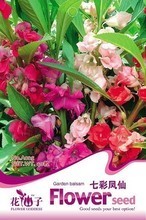 【七彩凤仙花种子】最新最全七彩凤仙花种子 产品参考信息