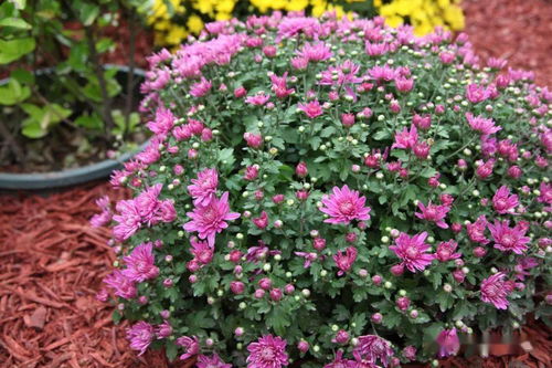 350余种秋季新优花卉齐聚北京世界花卉大观园 动态