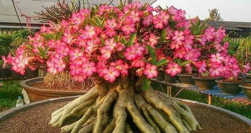 绿萝吊兰 看够了 ,这5种花养一盆,耐旱耐晒,花开爆盆