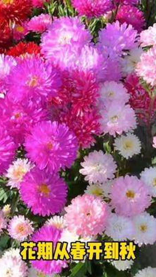 养花 花卉绿植 花卉种子