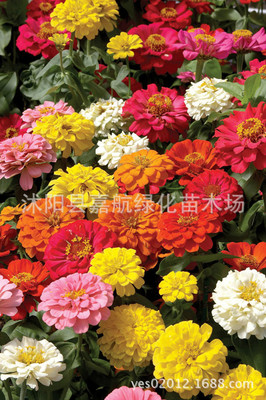 供应花卉种子、矮百日草(F1)种子百日菊种子 步步高 对叶梅